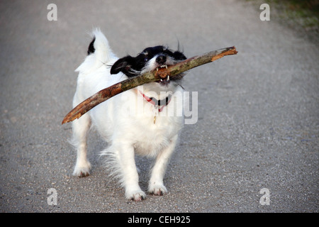 Geben Sie einen kleinen schwarzen und weißen Jack Russell Terrier Hund kaut auf einem stick Stockfoto