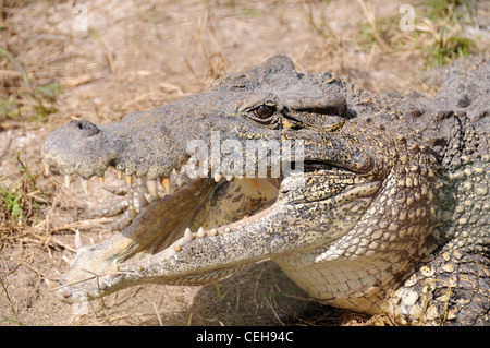 Kubanische Krokodil mit offenem Mund, Kuba, Caribbean Stockfoto