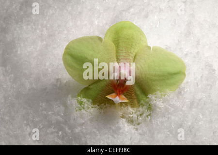 Orchidee Blume in Kunstschnee Stockfoto