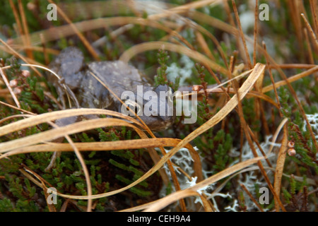 Moor-Landschaft mit Frosch sitzt im grünen Ambiente in Schottland Stockfoto