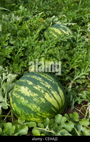 Bio-Wassermelonen wachsen in Feld, Pennsylvania, USA. (Citrullus Vulgaris) Stockfoto