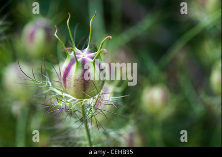 Nigella damascena. Liebe-in-a-Mist seed Pod Stockfoto