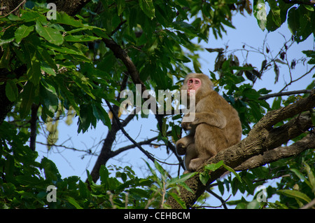 Japanischen Makaken, macaca fuscata, sitzt auf einem Baum in seinem natürlichen Lebensraum Stockfoto