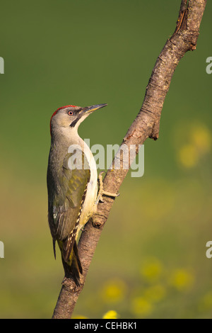 Iberische Grünspecht (Picus Sharpei) weiblich thront auf Zweig. Provinz Lleida. Katalonien. Spanien. Stockfoto