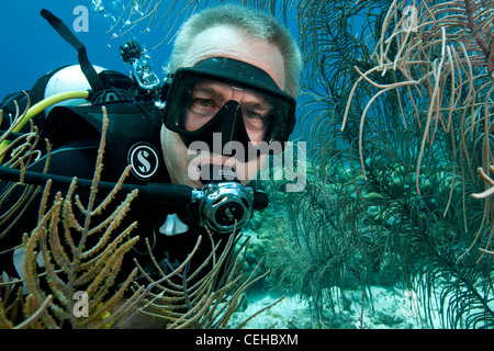 Reife Taucher am Korallenriff Stockfoto