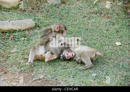 Drei Jungen japanischen Makaken, macaca fuscata, Spielen und kämpfen auf dem Boden Stockfoto