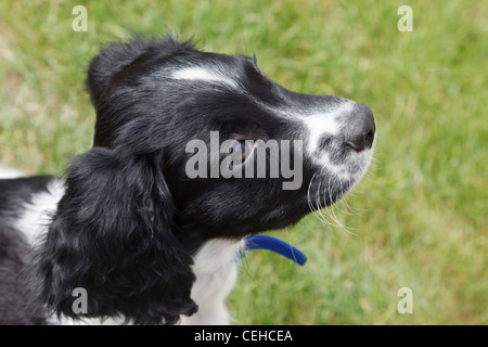 Ein zehn Wochen alten schwarz-weiß English Springer Spaniel Welpe Hund in einem Garten von oben. England-UK-Großbritannien Stockfoto