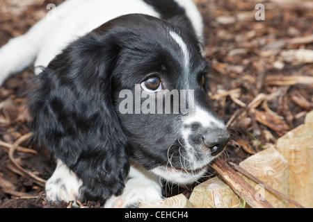 Ein süßer, zehnwöchiger reinrassiger englischer Springer Spaniel Puppenhund, der ein Stück Holz kaut, Nahaufnahme. England Großbritannien Stockfoto