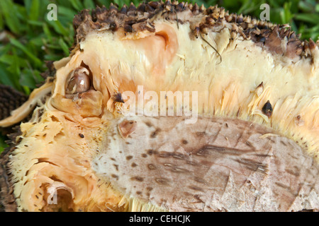 Produzieren Jackfruit Artocarpus heterophyllus 'halbiert'. Stockfoto