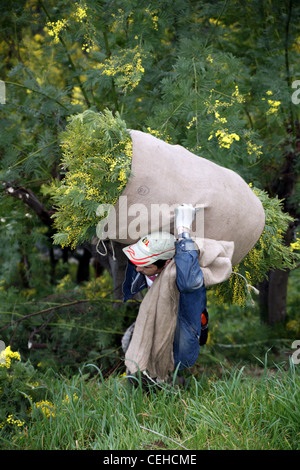 Ernte von Mimosen auf die Riviera in Frankreich Stockfoto