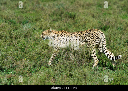 Gepard (Acinonyx Jubatus) ruhen Sie sich nach einer Jagd auf den Ebenen am Ndutu in Ngorongoro Conservation Area - Tansania Stockfoto