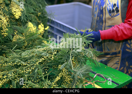 Ernte von Mimosen auf die Riviera in Frankreich, so dass Blumensträuße Workshop. Stockfoto