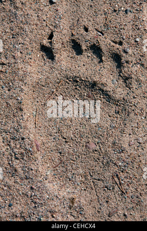 Europäischer Braunbär (Ursus Arctos Arctos) Fußabdruck im Sand, Dalarna, Schweden Stockfoto