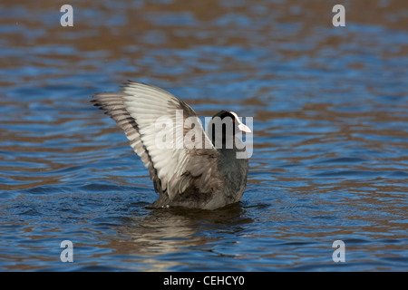 Eurasische Blässhuhn (Fulica Atra) mit Flügeln beim Schwimmen im See Stockfoto