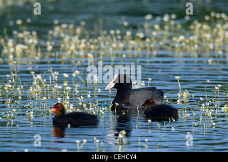 Eurasische Blässhuhn (Fulica Atra) mit Küken im Teich schwimmen Stockfoto