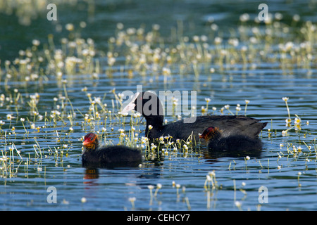 Eurasische Blässhuhn (Fulica Atra) mit Küken im Teich schwimmen Stockfoto