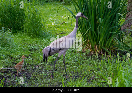 Eurasische Kranich (Grus Grus) mit 10 Tage alten Küken im Moorland, Deutschland Stockfoto