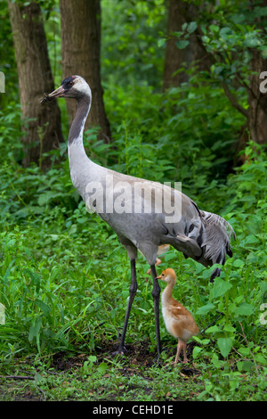 Eurasische Kranich (Grus Grus) mit 10 Tage alten Küken im Moorland, Deutschland Stockfoto