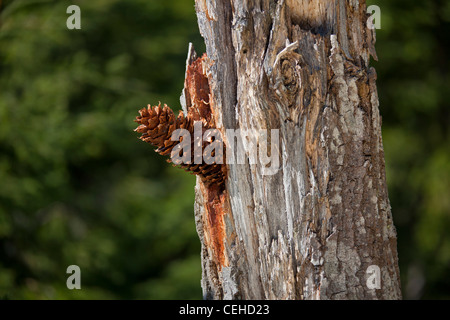 Tannenzapfen untergebracht im Baum von Buntspecht (Picoides großen / Dendrocopos major), Schweden Stockfoto