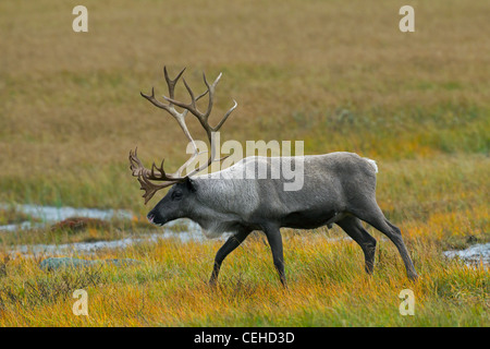 Rentier (Rangifer Tarandus) Stier in der Tundra im Herbst, Lappland, Schweden Stockfoto