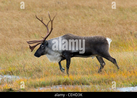 Rentier (Rangifer Tarandus) Stier in der Tundra im Herbst, Lappland, Schweden Stockfoto