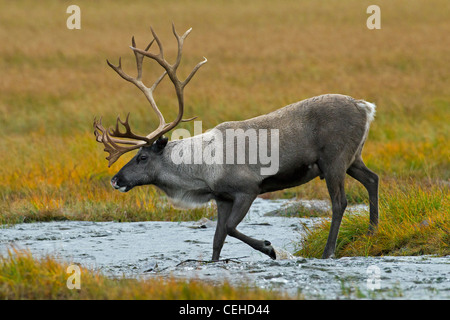 Rentier (Rangifer Tarandus) Bull Kreuzung Stream in der Tundra im Herbst, Lappland, Schweden Stockfoto