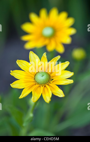 Black-Eyed Susans, (Rudbeckia Hirta), Nahaufnahme Stockfoto