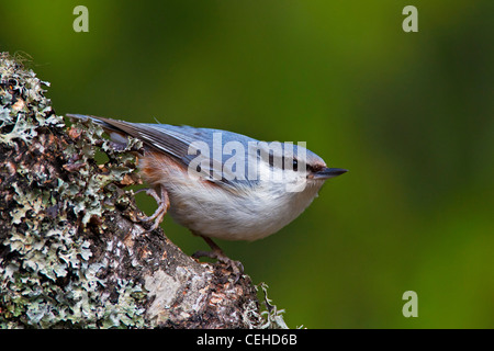 Eurasische Kleiber (Sitta Europaea) thront auf Zweig abgedeckt in Flechten, Schweden Stockfoto
