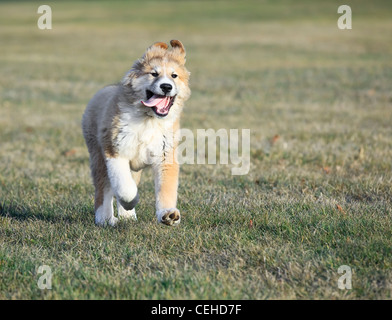 Pyrenäenberghund Welpen, (Pyrenäenberghund) im Park laufen. Stockfoto