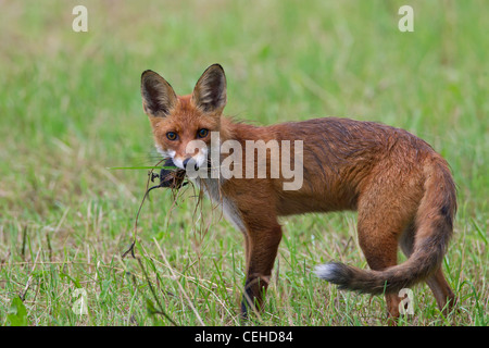 Rotfuchs (Vulpes Vulpes) Juvenile mit Gefangenen Maus im Mund Stockfoto