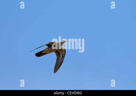 Gemeinsamen Kuckuck (Cuculus Canorus) im Flug, Deutschland Stockfoto