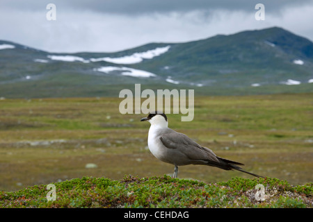 Long-tailed Jaeger / Long-tailed Skua (Stercorarius Longicaudus), Lappland, Schweden Stockfoto