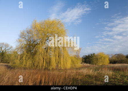 Weide auf Warwick Road am Ufer des Flusses Avon in der Nähe von Stratford-upon-Avon, Warwickshire Stockfoto