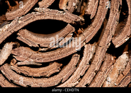 Insekt Verschachtelung Lebensraum aus Baumrinde gefertigt Stockfoto