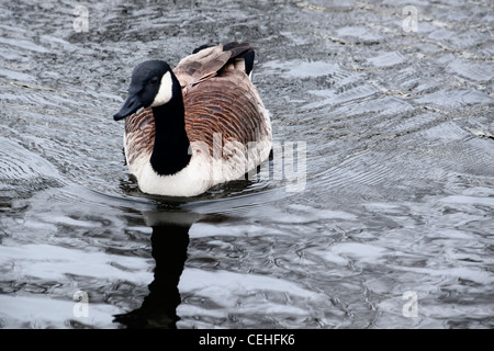 eine Kanada-Gans schwimmt in einem See mit seiner Spiegelung im Wasser Stockfoto