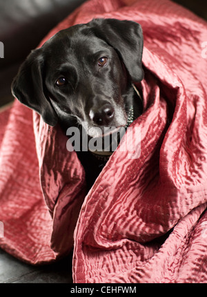 Schwarze Labrador Retriever liegt auf Couch, umgeben in einer rose Decke. Stockfoto