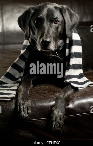 Schwarze Labrador Retriever legt auf Ledercouch trägt einen schwarzen und grauen Schal. Stockfoto