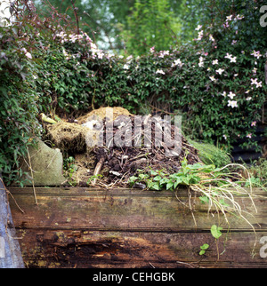 Garten Komposthaufen mit Clematis montana tetrarose wächst auf einem Zaun im ländlichen Wales UK KATHY DEWITT Stockfoto