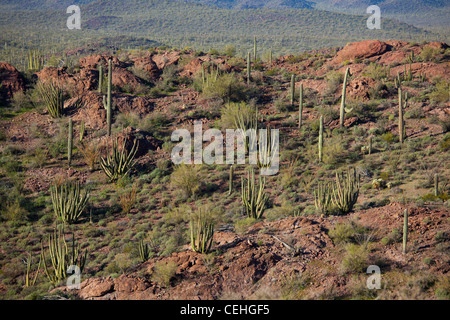 Ajo, Arizona - Organ Pipe Cactus und Saguaro Kaktus im Organ Pipe Cactus National Monument. Stockfoto