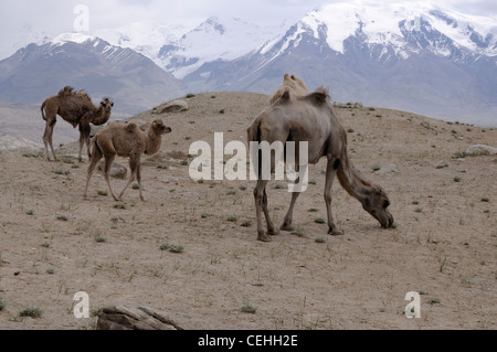 Mutter und junge Kamele Weiden im Karakorum-Gebirge Stockfoto