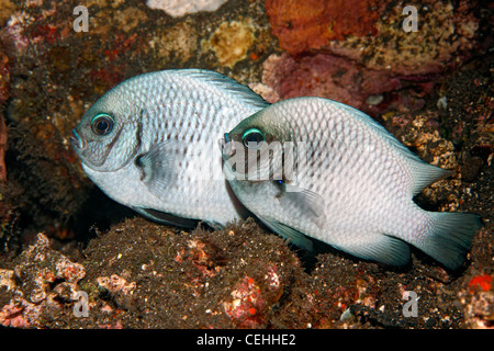 Ein paar Erwachsene Paarung drei Spot Dascyllus oder Riffbarsche, Dascyllus Trimaculatus. Auch bekannt als Domino Riffbarsche. Stockfoto