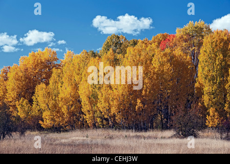 Am Nachmittag Wolken fahren über diese Baumgruppe Herbst gold aspen in Washingtons Glenwood Tal. Stockfoto
