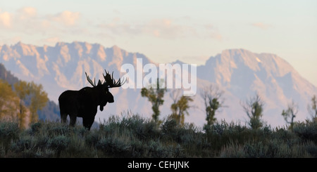 Ein Stier Elch steht vor der Teton Range, Grand-Teton-Nationalpark, Wyoming Stockfoto