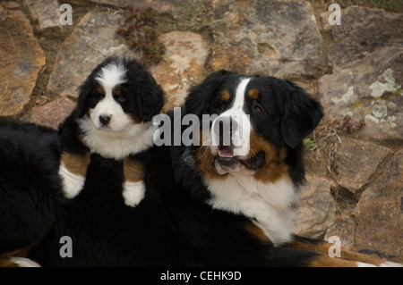 Berner Sennenhund mit Welpen auf dem Rücken liegend Stockfoto