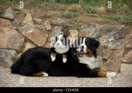 Berner Sennenhund mit Welpen auf dem Rücken liegend Stockfoto