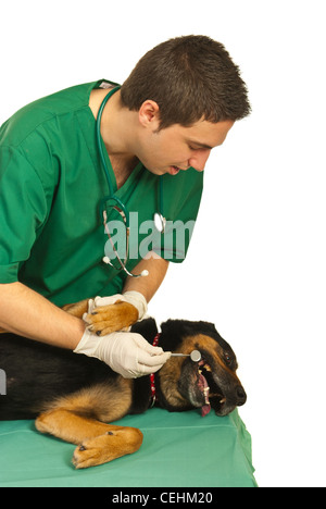 Hund, Verlegung auf Tisch beim Zahnarzt Tierarzt betrachtet man seine Zähne vor weißem Hintergrund mit dem Spiegeln-Werkzeug Stockfoto