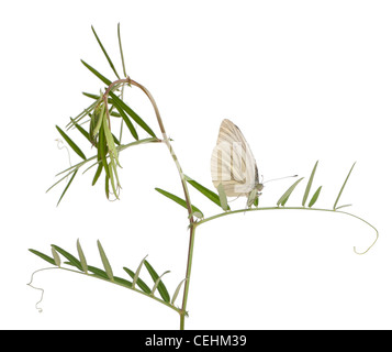 Grün-veined weiß Schmetterling, Pieris Napi, vor weißem Hintergrund Stockfoto