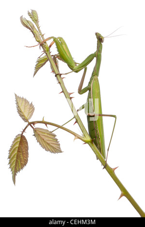 Weibliche Europäische Gottesanbeterin oder Gottesanbeterin, Mantis Religiosa auf eine Brombeere vor weißem Hintergrund Stockfoto