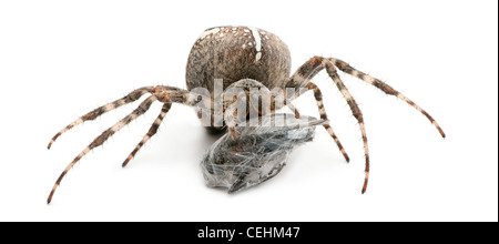 Spinne, Araneus Diadematus, Essen eine Fliege vor weißem Hintergrund Stockfoto