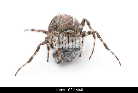 Spinne, Araneus Diadematus, Essen eine Fliege vor weißem Hintergrund Stockfoto